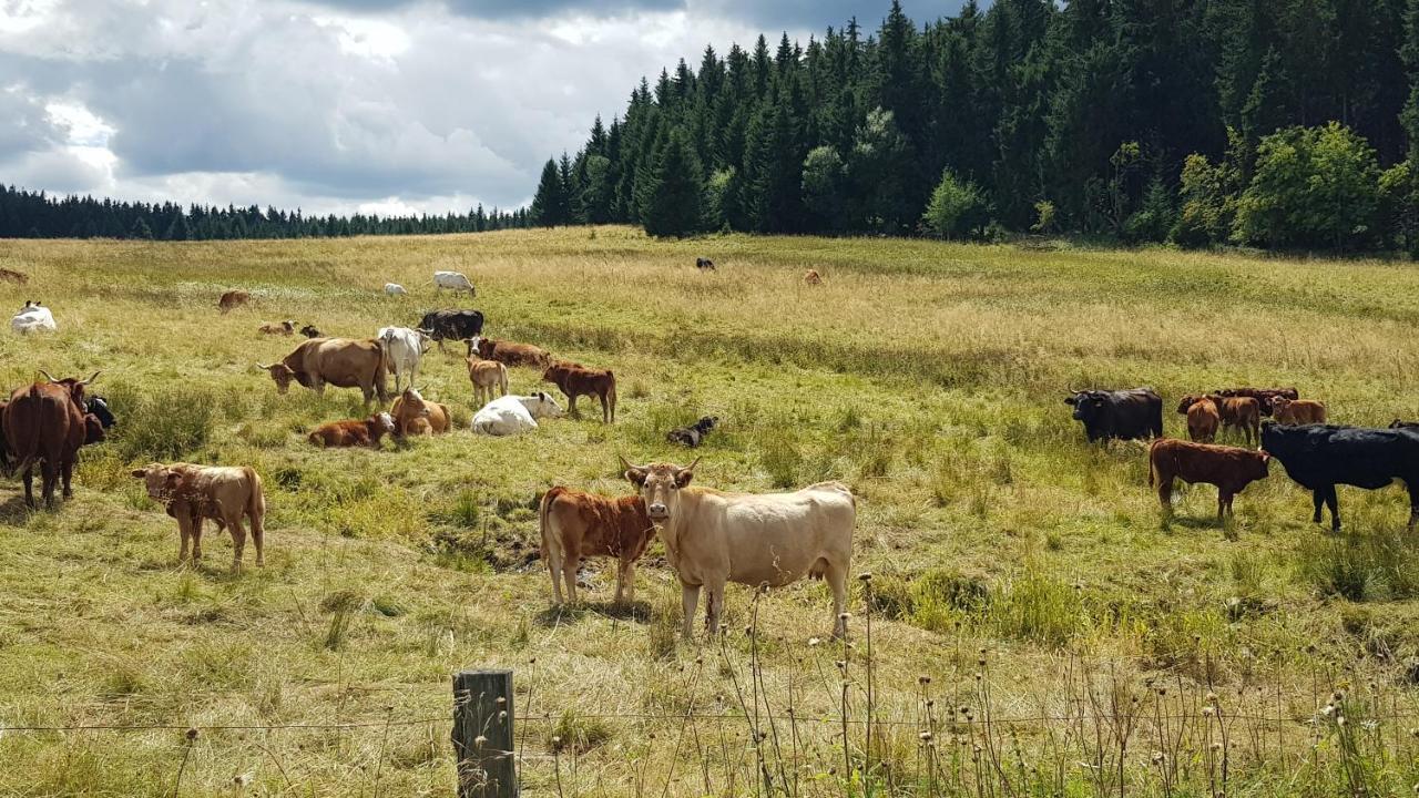 Apartmany Plesivec Abertamy Zewnętrze zdjęcie